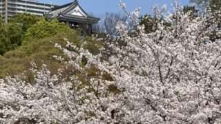 岡崎城天守と桜