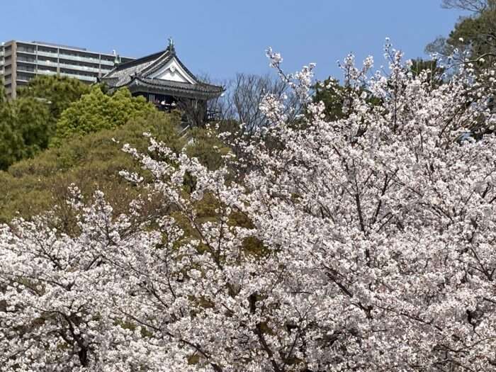岡崎城天守と桜