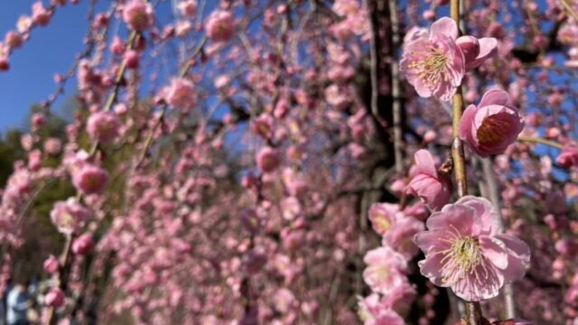 しだれ梅